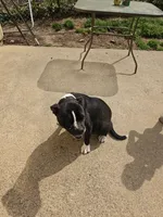Female 2, a female American Pit Bull Terrier and Alapaha Blue Blood Bulldog for sale in Greensboro, NC – 5 of 9