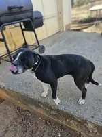 Female 2, a female American Pit Bull Terrier and Alapaha Blue Blood Bulldog for sale in Greensboro, NC – 6 of 9