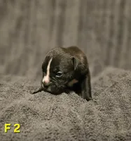 Female 2, a female American Pit Bull Terrier and Alapaha Blue Blood Bulldog for sale in Greensboro, NC – 2 of 9