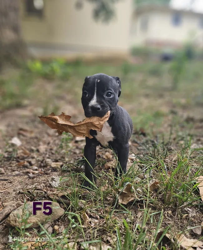 Female 5 – American Pit Bull Terrier, Alapaha Blue Blood Bulldog puppy for sale in Greensboro, NC