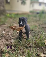 Female 5, a female American Pit Bull Terrier and Alapaha Blue Blood Bulldog for sale in Greensboro, NC – 1 of 9