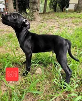 Male 1, a male American Bully and Alapaha Blue Blood Bulldog for sale in Greensboro, NC – 2 of 10