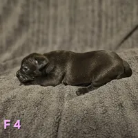 Female 4, a female American Pit Bull Terrier and Alapaha Blue Blood Bulldog for sale in Greensboro, NC – 2 of 3