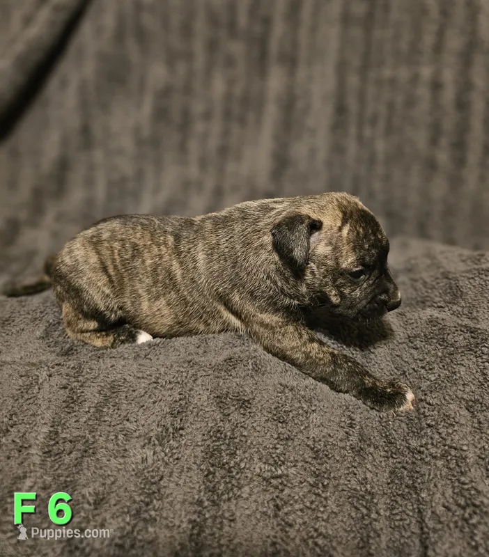 Female 6 – American Pit Bull Terrier, Alapaha Blue Blood Bulldog puppy for sale in Greensboro, NC