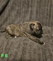 Female 6, a female American Pit Bull Terrier and Alapaha Blue Blood Bulldog for sale in Greensboro, NC – 1 of 3
