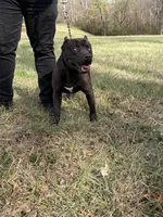 Female 5, a female American Pit Bull Terrier and Alapaha Blue Blood Bulldog for sale in Greensboro, NC – 9 of 9