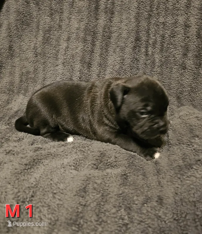 Male 1 – American Pit Bull Terrier, Alapaha Blue Blood Bulldog puppy for sale in Greensboro, NC