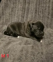 Male 1, a male American Pit Bull Terrier and Alapaha Blue Blood Bulldog for sale in Greensboro, NC – 1 of 3