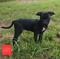 Male 1, a male American Bully and Alapaha Blue Blood Bulldog for sale in Greensboro, NC – 4 of 10