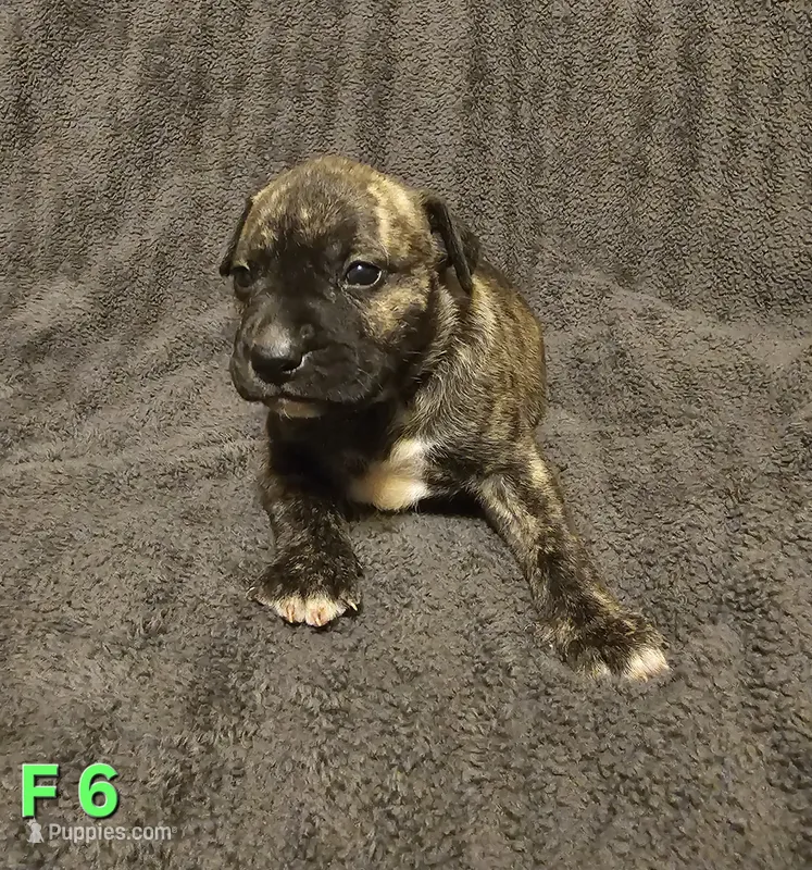 Female 6 – American Pit Bull Terrier, Alapaha Blue Blood Bulldog puppy for sale in Greensboro, NC