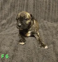 Female 6, a female American Pit Bull Terrier and Alapaha Blue Blood Bulldog for sale in Greensboro, NC – 2 of 3
