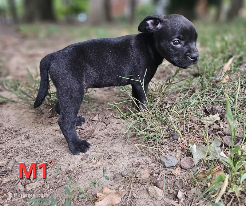 Male 1 – American Pit Bull Terrier, Alapaha Blue Blood Bulldog puppy for sale in Greensboro, NC