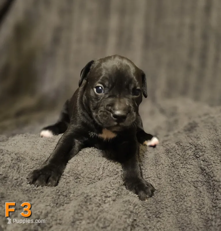 Female 3 – American Pit Bull Terrier, Alapaha Blue Blood Bulldog puppy for sale in Greensboro, NC