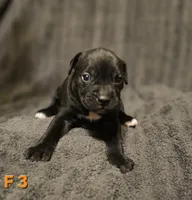 Female 3, a female American Pit Bull Terrier and Alapaha Blue Blood Bulldog for sale in Greensboro, NC – 1 of 3