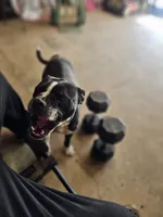Female 2, a female American Pit Bull Terrier and Alapaha Blue Blood Bulldog for sale in Greensboro, NC – 9 of 9