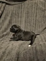 Female 5, a female American Pit Bull Terrier and Alapaha Blue Blood Bulldog for sale in Greensboro, NC – 3 of 3