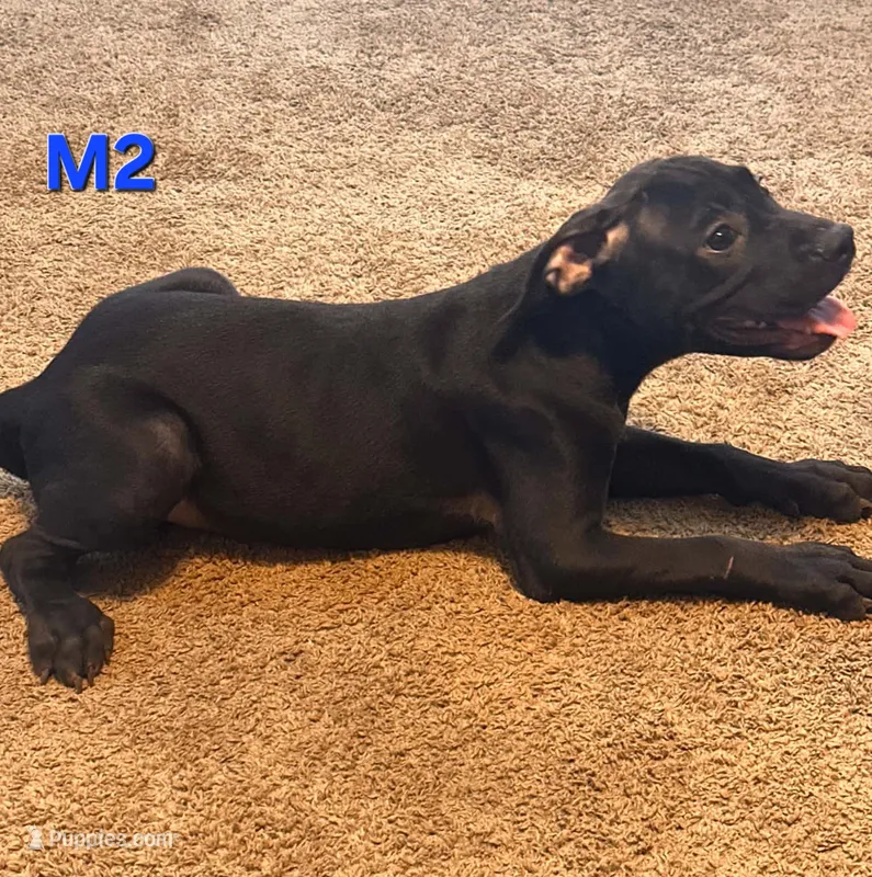 Male 2 – American Pit Bull Terrier, Alapaha Blue Blood Bulldog puppy for sale in Greensboro, NC