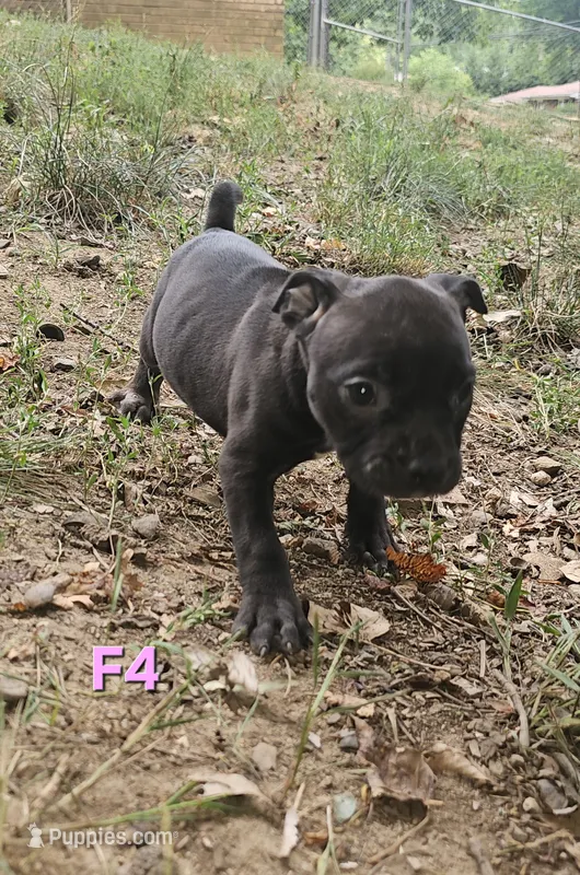 Female 4 – American Pit Bull Terrier, Alapaha Blue Blood Bulldog puppy for sale in Greensboro, NC