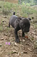 Female 4, a female American Pit Bull Terrier and Alapaha Blue Blood Bulldog for sale in Greensboro, NC – 1 of 9