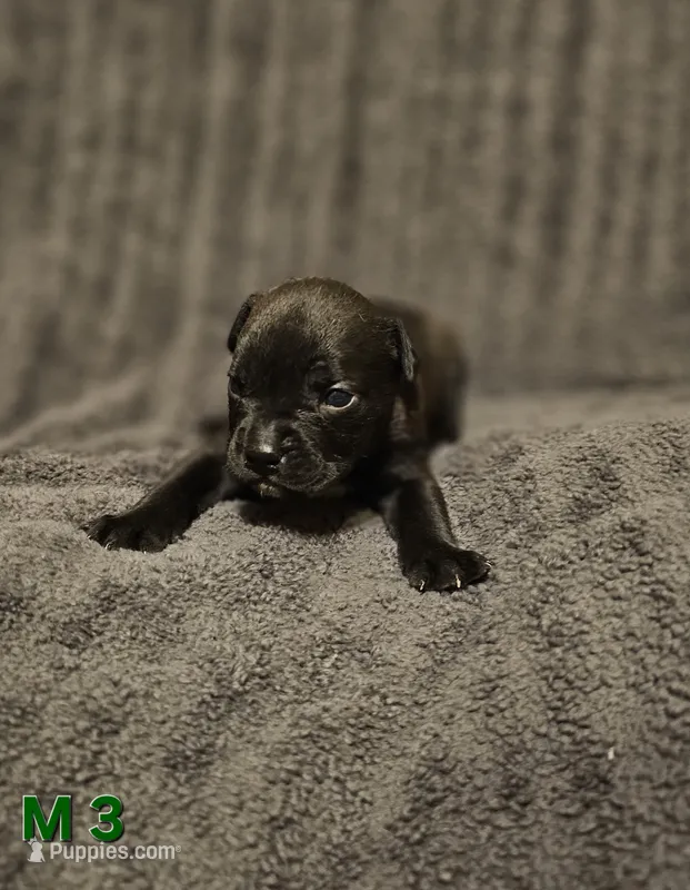 Male 3 – American Pit Bull Terrier, Alapaha Blue Blood Bulldog puppy for sale in Greensboro, NC