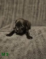 Male 3, a male American Pit Bull Terrier and Alapaha Blue Blood Bulldog for sale in Greensboro, NC – 1 of 3