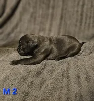 Male 2, a male American Pit Bull Terrier and Alapaha Blue Blood Bulldog for sale in Greensboro, NC – 2 of 3