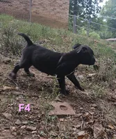 Female 4, a female American Pit Bull Terrier and Alapaha Blue Blood Bulldog for sale in Greensboro, NC – 2 of 9
