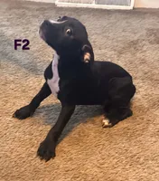 Female 2, a female American Pit Bull Terrier and Alapaha Blue Blood Bulldog for sale in Greensboro, NC – 2 of 8
