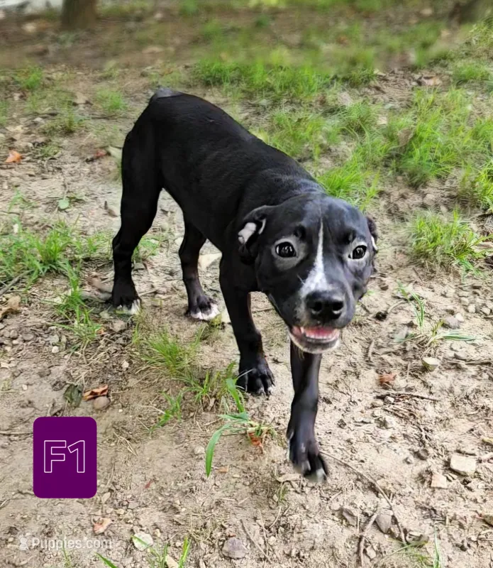 Female 1 – American Pit Bull Terrier, Alapaha Blue Blood Bulldog puppy for sale in Greensboro, NC