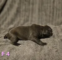 Female 4, a female American Pit Bull Terrier and Alapaha Blue Blood Bulldog for sale in Greensboro, NC – 3 of 3