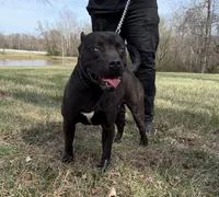 Female 2, a female American Pit Bull Terrier and Alapaha Blue Blood Bulldog for sale in Greensboro, NC – 4 of 9