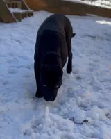 Female 2, a female American Pit Bull Terrier and Alapaha Blue Blood Bulldog for sale in Greensboro, NC – 8 of 9