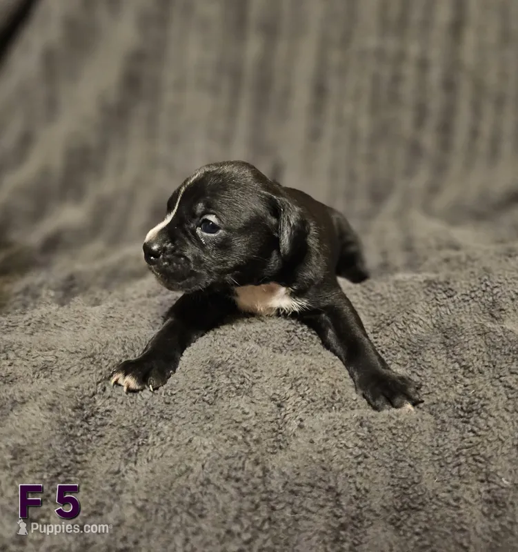 Female 5 – American Pit Bull Terrier, Alapaha Blue Blood Bulldog puppy for sale in Greensboro, NC
