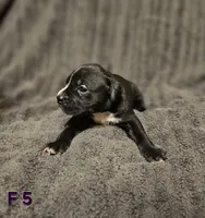 Female 5, a female American Pit Bull Terrier and Alapaha Blue Blood Bulldog for sale in Greensboro, NC – 2 of 3