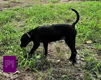 Female 1, a female American Pit Bull Terrier and Alapaha Blue Blood Bulldog for sale in Greensboro, NC – 3 of 10