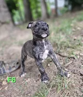 Female 6, a female American Pit Bull Terrier and Alapaha Blue Blood Bulldog for sale in Greensboro, NC – 3 of 10