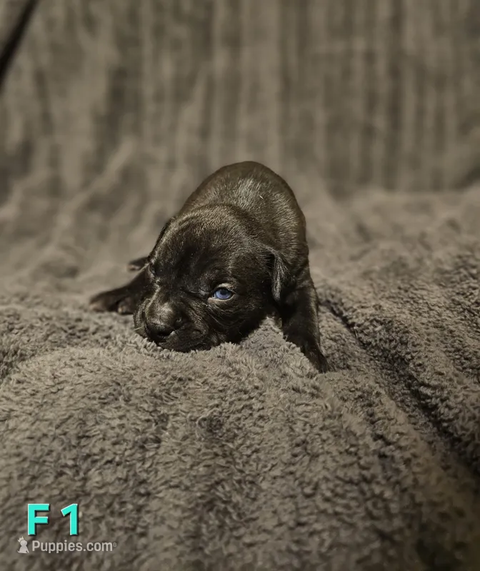 Female 1 – American Pit Bull Terrier, Alapaha Blue Blood Bulldog puppy for sale in Greensboro, NC