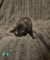 Female 1, a female American Pit Bull Terrier and Alapaha Blue Blood Bulldog for sale in Greensboro, NC – 1 of 3
