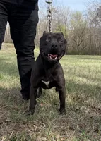 Female 2, a female American Pit Bull Terrier and Alapaha Blue Blood Bulldog for sale in Greensboro, NC – 7 of 9