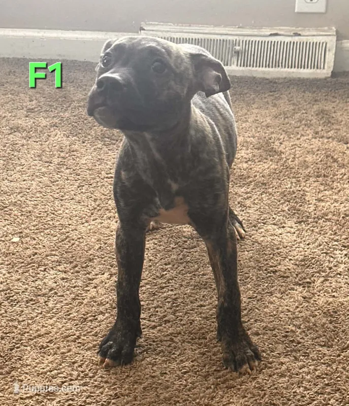 Female 1 – American Pit Bull Terrier, Alapaha Blue Blood Bulldog puppy for sale in Greensboro, NC