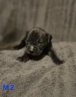 Male 2, a male American Pit Bull Terrier and Alapaha Blue Blood Bulldog for sale in Greensboro, NC – 3 of 3