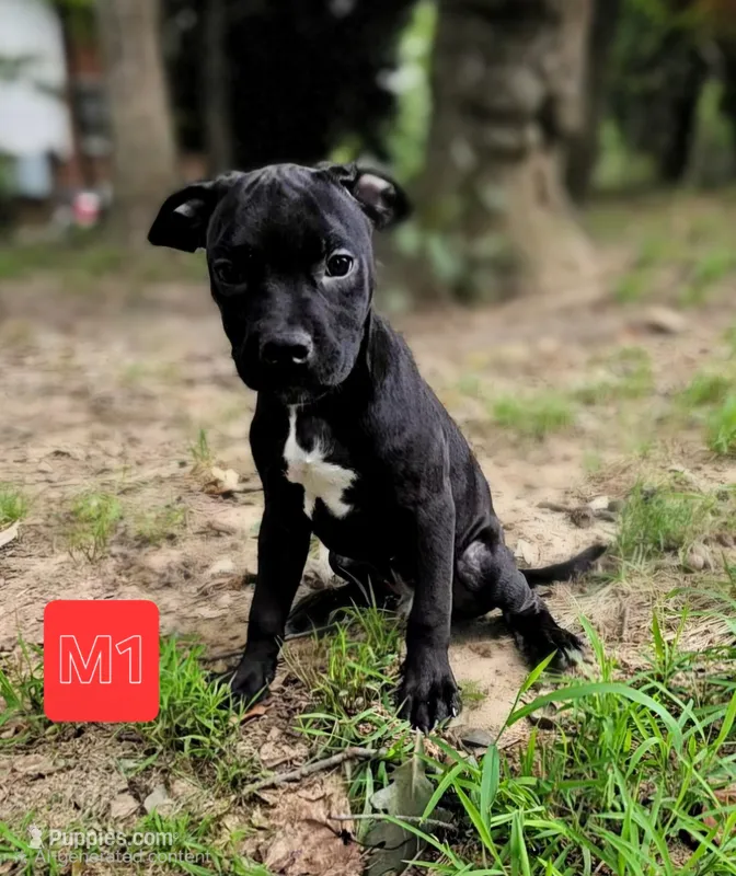 Male 1 – American Pit Bull Terrier, Alapaha Blue Blood Bulldog puppy for sale in Greensboro, NC