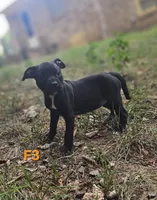 Female 3, a female American Pit Bull Terrier and Alapaha Blue Blood Bulldog for sale in Greensboro, NC – 3 of 9