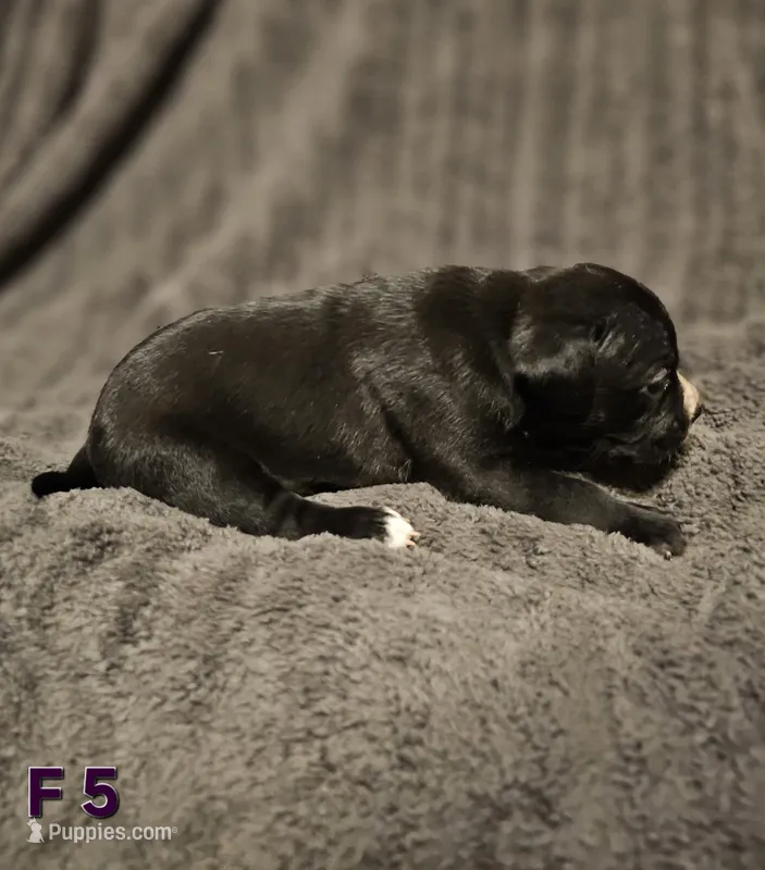 Female 5 – American Pit Bull Terrier, Alapaha Blue Blood Bulldog puppy for sale in Greensboro, NC