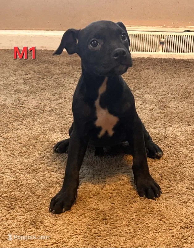 Male 1 – American Pit Bull Terrier, Alapaha Blue Blood Bulldog puppy for sale in Greensboro, NC