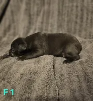 Female 1, a female American Pit Bull Terrier and Alapaha Blue Blood Bulldog for sale in Greensboro, NC – 3 of 3