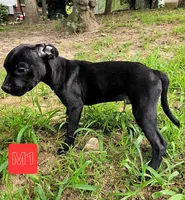 Male 1, a male American Bully and Alapaha Blue Blood Bulldog for sale in Greensboro, NC – 3 of 10
