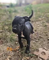 Female 3, a female American Pit Bull Terrier and Alapaha Blue Blood Bulldog for sale in Greensboro, NC – 2 of 9
