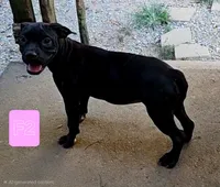 Female 4, a female American Bully and Alapaha Blue Blood Bulldog for sale in Greensboro, NC – 3 of 10