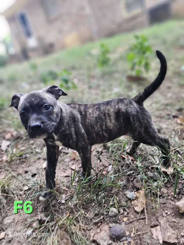 Female 6 – American Pit Bull Terrier, Alapaha Blue Blood Bulldog puppy for sale in Greensboro, NC
